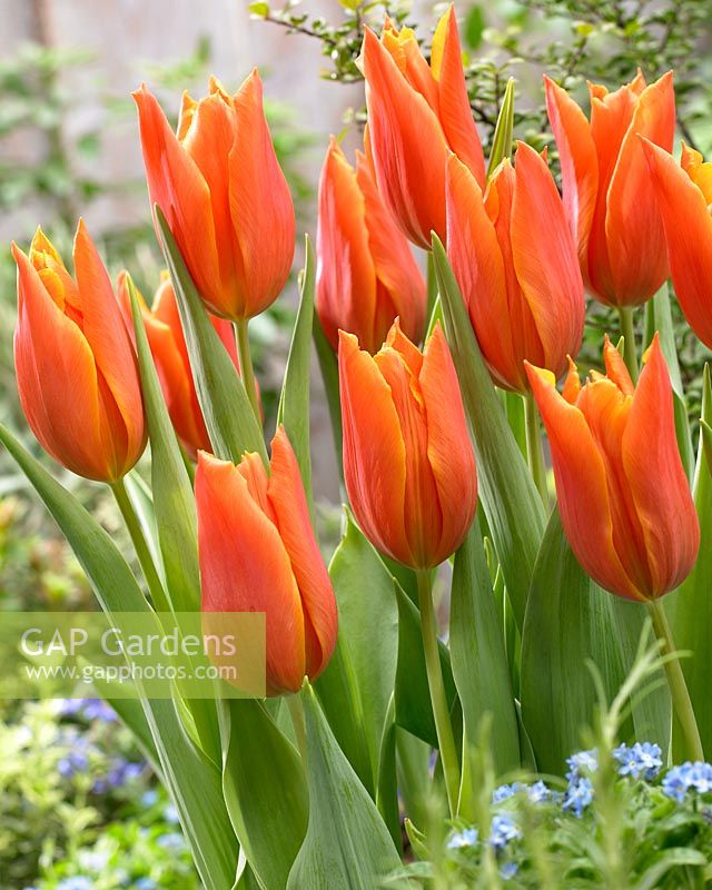 Tulipa 'Greetje Smit'